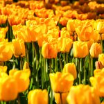 Excursie Tulpenbedrijf